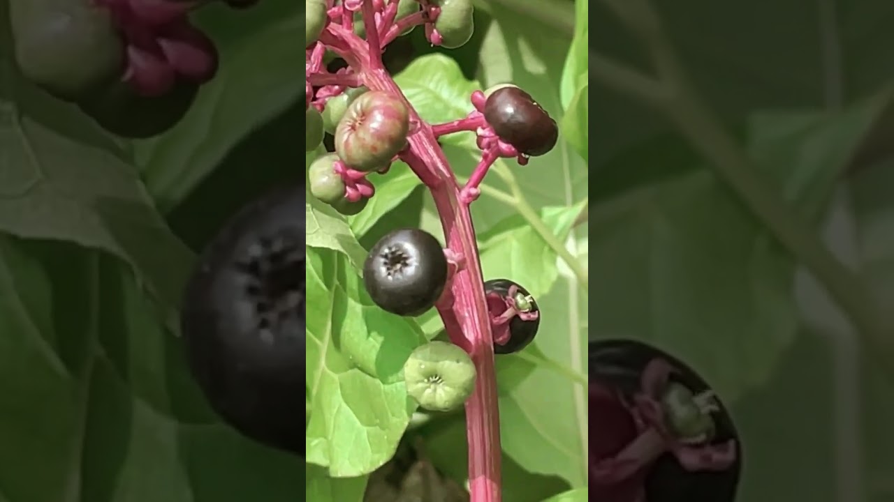 Pokeweed: One of Appalachia&rsquo;s Most Poisonous Plants
