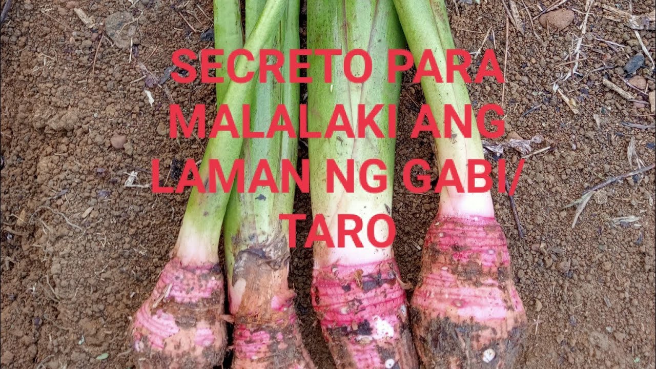 PAANO PAGTANIM NG GABI/TARO, SECRETO PARA MALALAKI ANG LAMAN NG GABI,