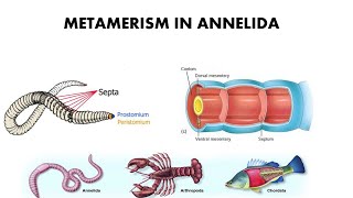 Metamerism in Annelida