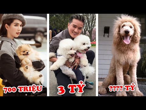 3 Tỷ 1 Con và 7 Con Chó Đắt Nhất Việt Nam Chỉ Nhà Giàu Mới Dám Nuôi