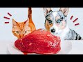 Why Red Meat Is Important For Your Pet