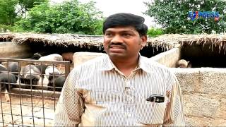 Success Story Of Piggery And Poultry By Mahaboobnagar Farmer | Express TV