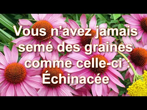 Video: Echinacea yetişdirərkən nəyi bilməlisiniz?