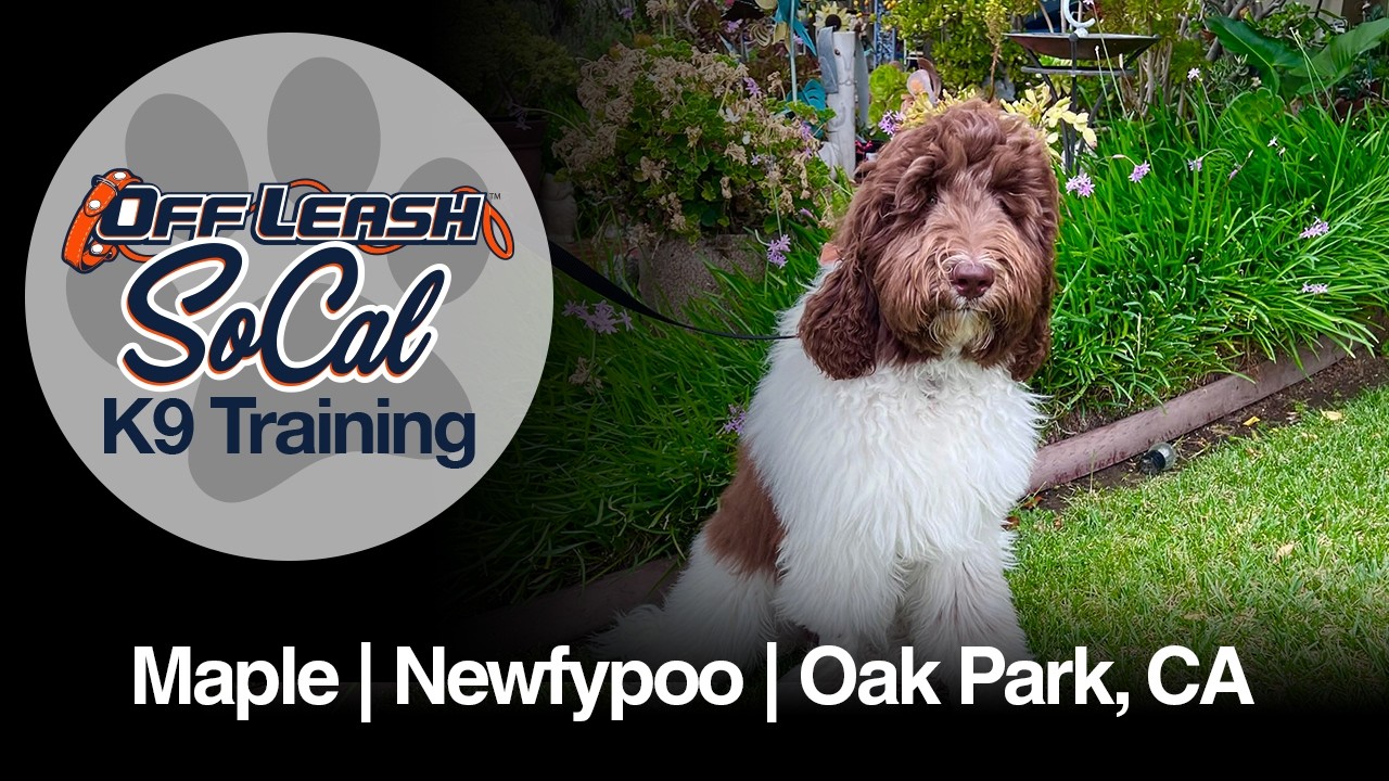 Newfypoo Dog Training | Maple | Oak Park, CA