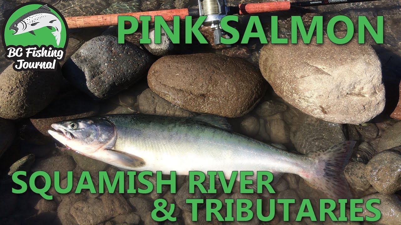 Pink Salmon Fishing in the Squamish River & Tributaries 