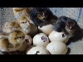 Amazing born chicks  hen harvesting eggs to chicks natural hatching  wonderful nature