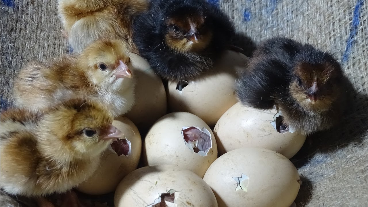 Amazing Born Chicks  Hen Harvesting Eggs To Chicks Natural Hatching  Wonderful Nature