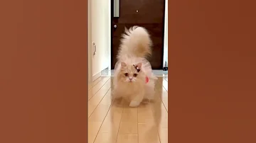 قطط كيوت قطط كيوت صغيرة قطط مضحكة جدا قطط ذوات صوت قطط Shorts Cat 
