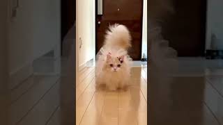 قطط كيوت / قطط كيوت صغيرة / قطط مضحكة جدا / قطط ذوات / صوت قطط 😻😻🥰🐈 #shorts #cat