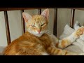 One minute of funny pets