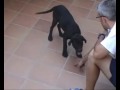 Entrenamiento Cachorro Labrador Training Puppy