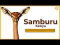 Samburu - A Wildlife Photographer&#39;s Guide.