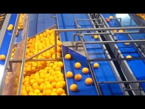 Βίντεο: Καλλιέργεια πορτοκαλιού φρούτων - Τύποι πορτοκαλί φρούτων