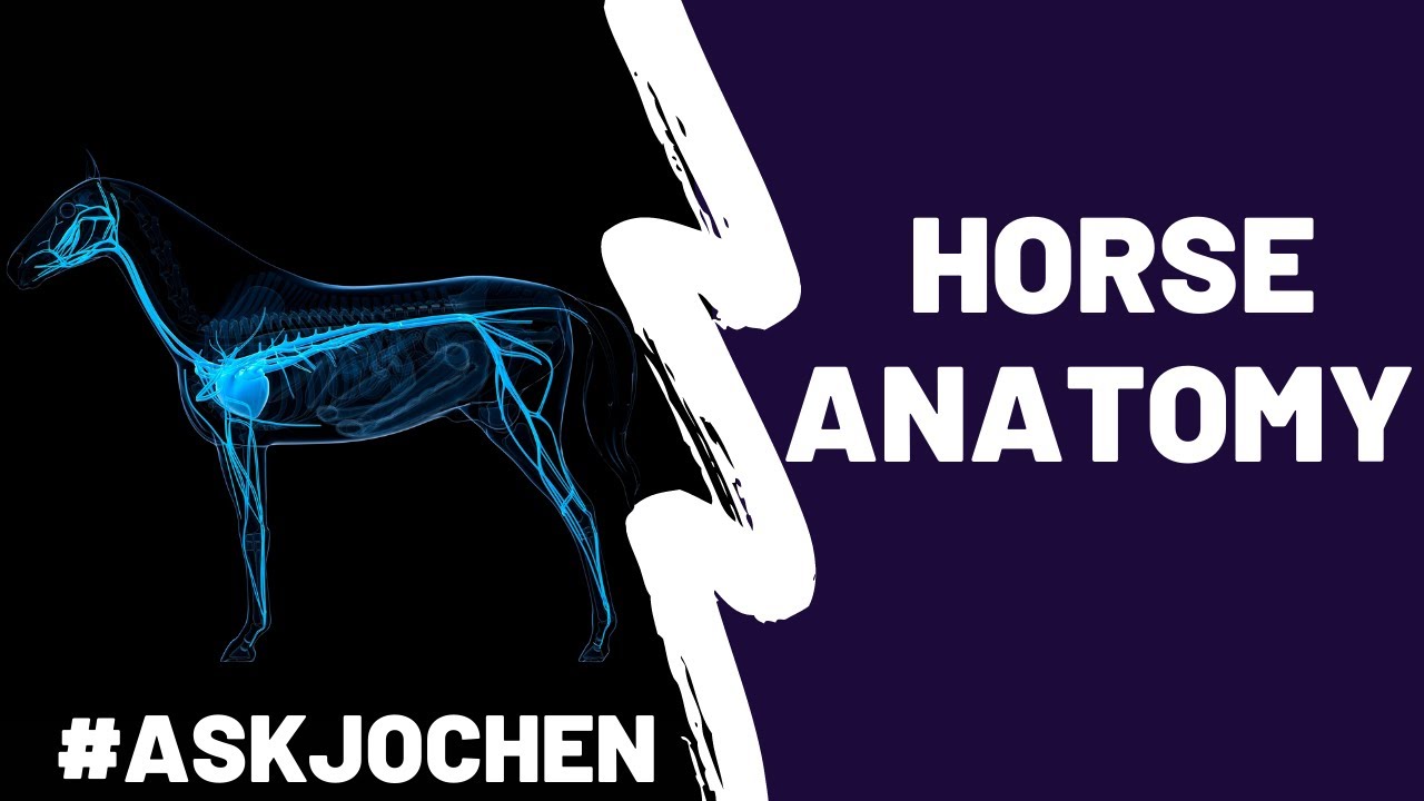 Horse Anatomy and Saddle Fit | #ASKJochen | Livestream Q&A Excerpt ...