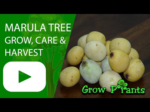 Marula tree – grow, care & eat (Jelly plum Sweets Fruits)