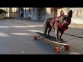 French Bulldog riding a skateboard /Декси на Скейтборде