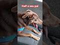 #HALF E SEU INSEPARÁVEL PAI🐕‍🦺❤️🥰❣️😁#half #cãozinho #pets #doguinho #vidanaroça