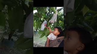 kebun jambu pertama arkan kesini #allahummabarik