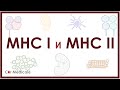 Главный комплекс гистосовместимости - MHC 1 и 2 - что такое, функции, строение, механизм презентации