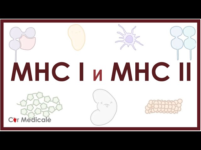 MHC 1 и 2: функции, структура и механизм представления — Eightify