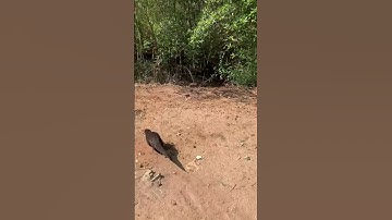 Tiun chứng kiến rừng ngập mặn bị tàn phá mỗi ngày nói với rái cá Titi con người hết thuốc chữa rồi