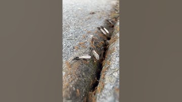 Once a Year: The Secret Flight of Yellow Meadow Ants 🐜✨ | Lasius flavus