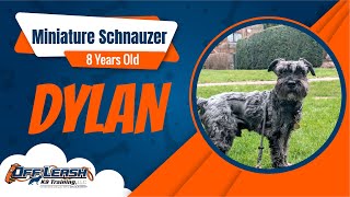 Best Miniature Schnauzer Dog Training | Dylan | Dog Training in London