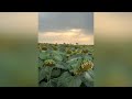 Анонс по полю соняшника НЕЙМАР ПЛЮС Сумо в Дніпр.обл., Синельниківський р-н, на кінець липня 2023 р.