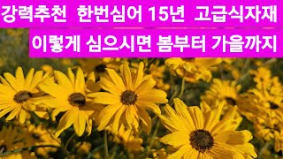 아스파라거스 호접란 국화  팜파스그라스 핑크뮬리 화이트뮬리
