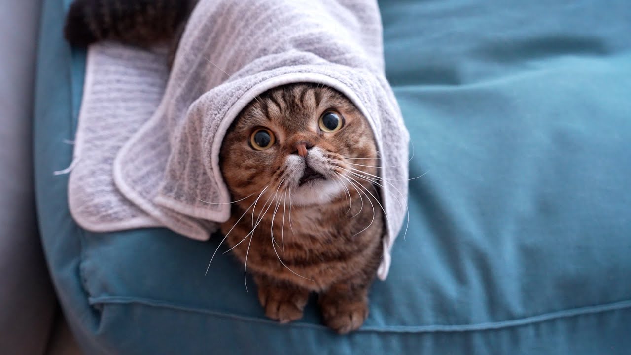 이 고양이가 9살이라는 게 믿기지 않아요