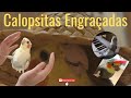 Calopsitas Engraçadas | Calopsitas Cantando | Vídeos Engraçados