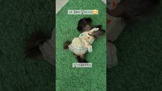김기사~~나 돼지같지~~#네~~#모라규#블랙포메라니안 #포메일상