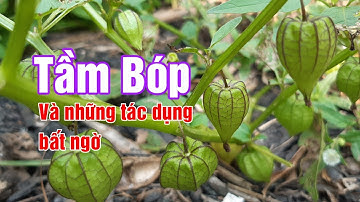 Những tác dụng bất ngờ của cây TẦM BÓP | cây LỒNG ĐÈN | Hằng Lê HG85