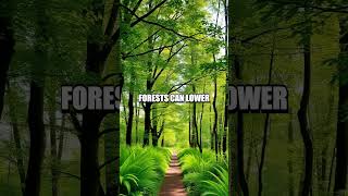 Harnessing the Power of Forest Therapy for Mental Wellness
