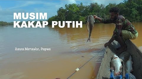 Rawa Kali Bian Merauke: Tangkap Kakap Putih Barramundi Bersama Pemuda Mandobo