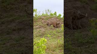 Leopard Finds Out Warthog's True Strength (Watch Full Video Above)