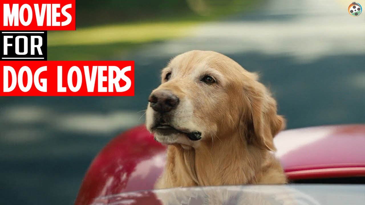 Top 5 DOG Movies from Hollywood AboutFlick YouTube