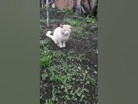 коот 😼. - YouTube