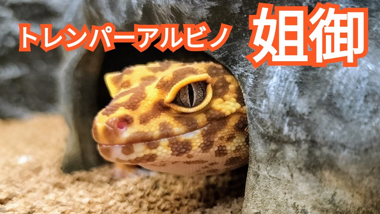 アクアプラント レオパ玉 イケメン姉さんの姐御ちゃん。 #レオパ