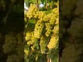 Thomason grapes   farming ytshorts farming shortsfeed viralshorts short.