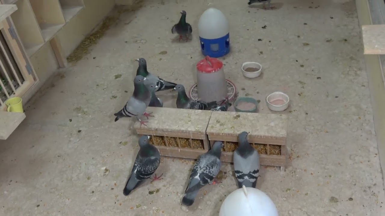 Photographed on April 21, 2026. A pure white male pigeon is placed