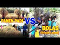 Panen padi vs bolas bocah lasak