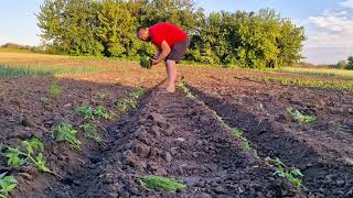 ЛУЧШИЙ СПОСОБ ПОСАДКИ ПОМИДОР 🍅🍅🍅! УРОЖАЙ БУДЕТ ВСЕГДА