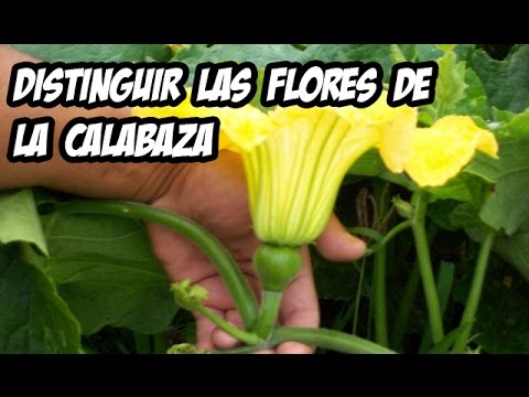 Flor Hembra y Flor Macho de la Calabaza | Huerto Organico