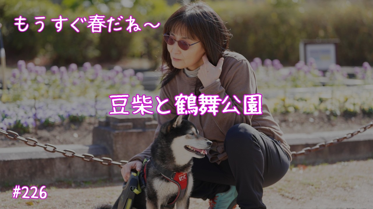 ママと久しぶりにお散歩　嬉しい豆柴　鶴舞公園＃豆柴＃柴犬＃豆柴のいる暮らし