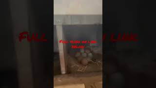 Backyard Chicken Tips