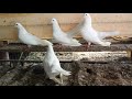 Исчезающая порода голубей в России / The disappearing breed of pigeons in Russia