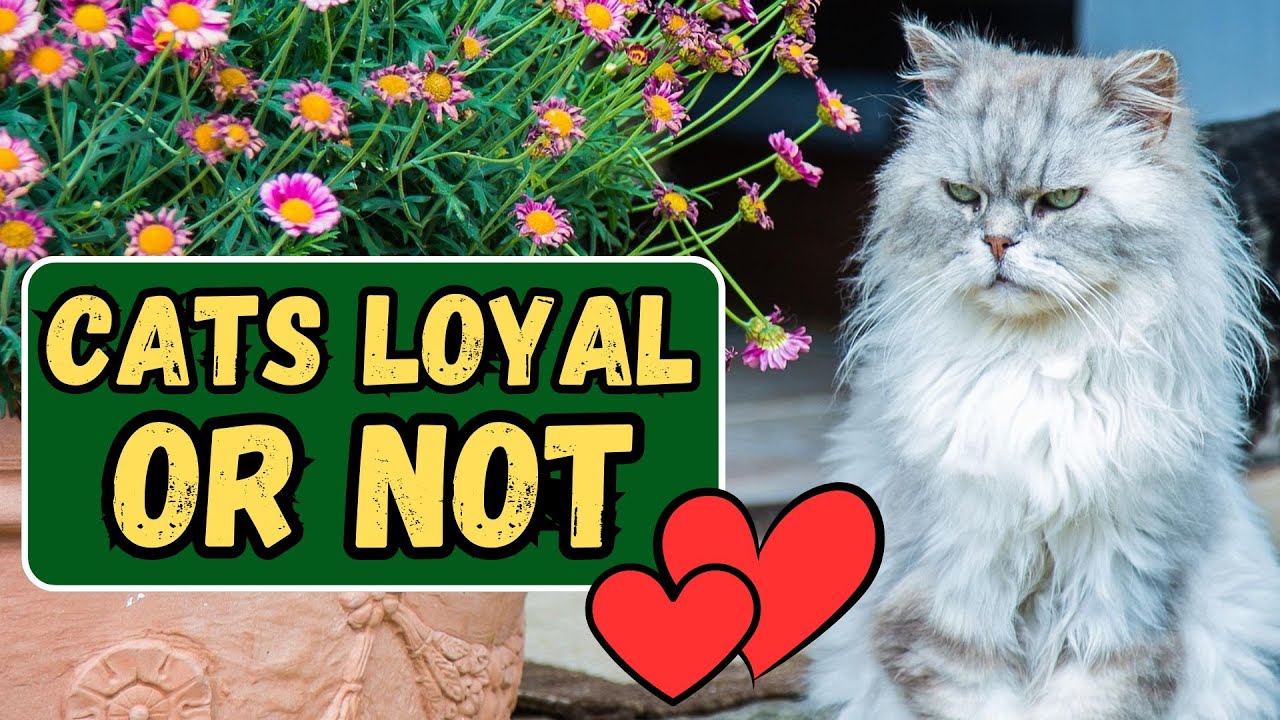 How Loyal Are Cats To Their Owners? - YouTube