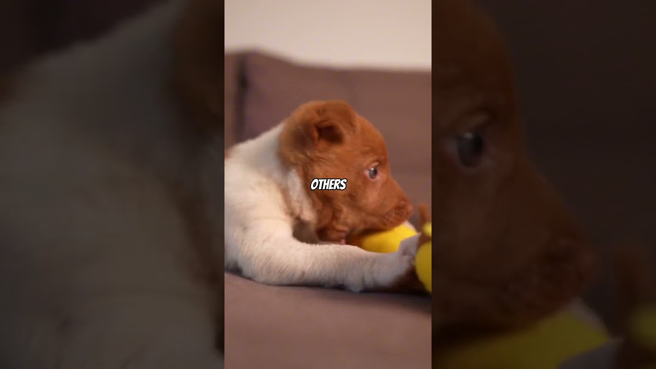 Why Do Dogs Bury Bones? The Real Reason 