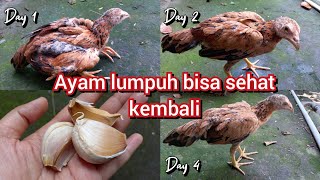 CARA TEPAT MENGOBATI AYAM LUMPUH ‼️ TERBUKTI AMPUH & MUJARAB